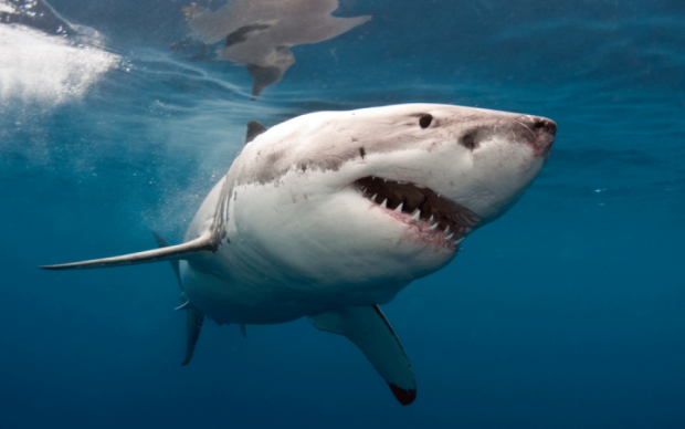 Відео не для людей зі слабкими нервами: акула лише прикидалась
мертвою...