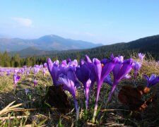 В Карпати прийшла весна: природну аномалію засікли високо в горах, чарівні кадри