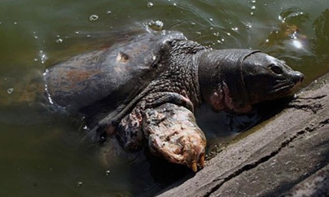 Во Вьетнаме умерла легендарная черепаха (фото)