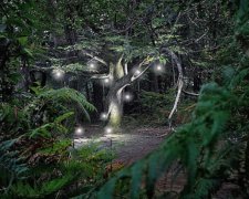 Фотограф розкрив таємницю «свічки небіжчика» у Франції (фото)