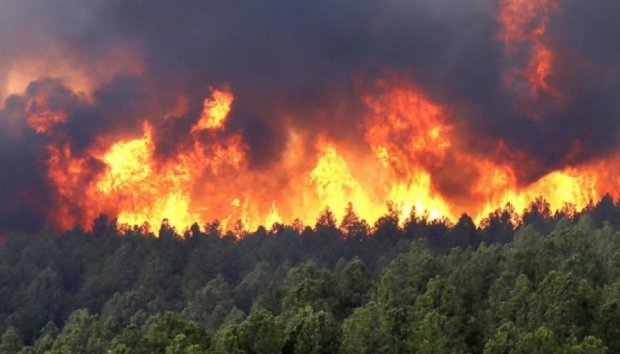Лесные пожары угрожают городу в Новой Зеландии