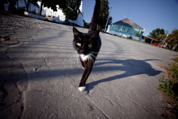 чорна кішка, фото з вільних джерел