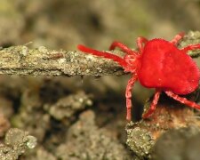 Кліщ-червонотілка