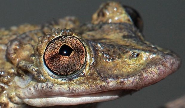Зологи випадково відкрили першу в світі отруйну жабу