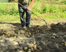 Вместо монет - картофель: НБУ вернет украинцев к традициям прошлого
