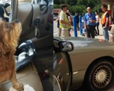 Дві собаки на авто в'їхали в гіпермаркет (ВІДЕО)