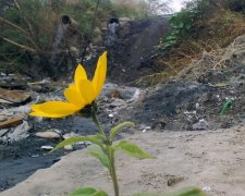 Дарницькі тепловики півстоліття вбивають київські озера