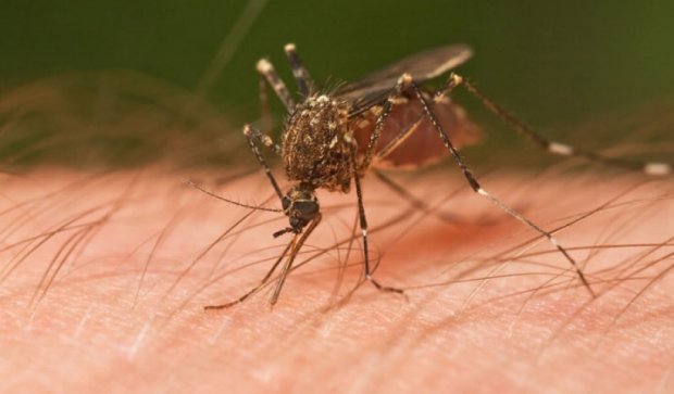 Лихорадкой денге на Тайване заразились более 20 тыс человек