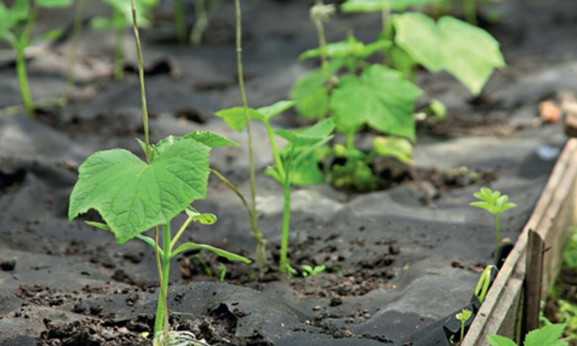 Посадка огірків, зображення з вільних джерел