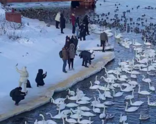 Украинцы, лебеди, кадр из видео