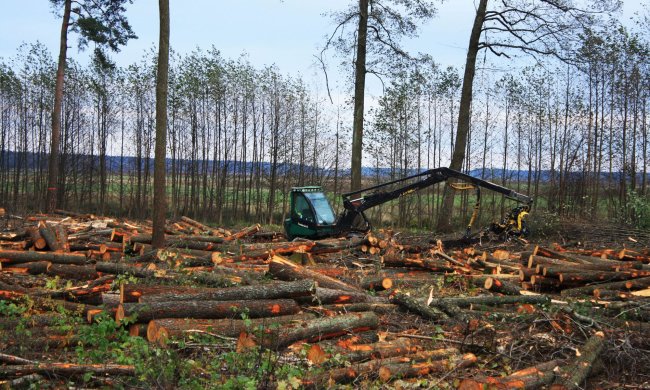 Вирубування лісів в Україні