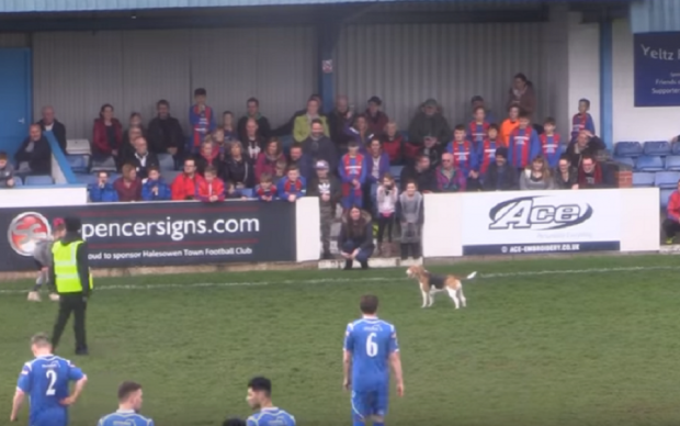 Футболисты шесть минут пытались поймать собаку, выбежавшую на поле