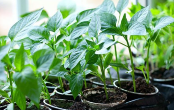 Перец, рассада, изображения из свободных источников