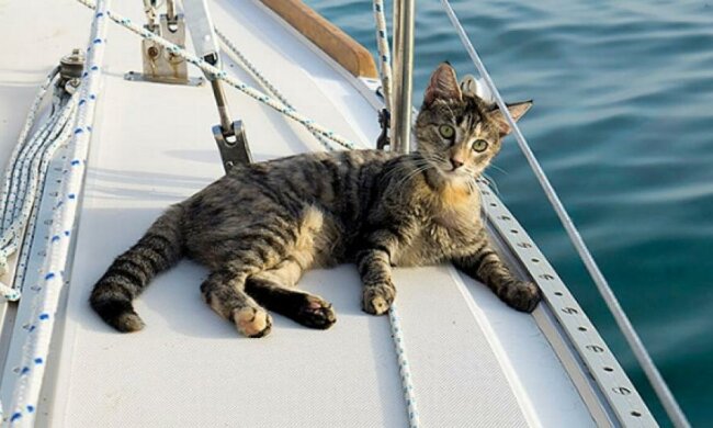 Американська сім'я подорожує навколо світу з котом (фото)