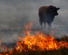 Наслідки людської бездушності: ці кадри змусять українців замислитися