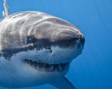 Українець врятував австрійку від болісної смерті