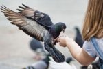 Біологи з'ясували, що голуби передають у спадок