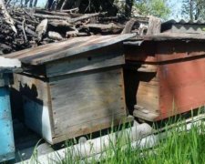 На Ровенщине 5-летнего ребенка убил пчелиный улей