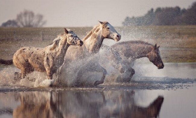 Любов до коней фотограф передала через об'єктив