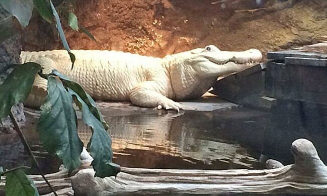 В Америці помер рідкісний білий алігатор Спот (фото)