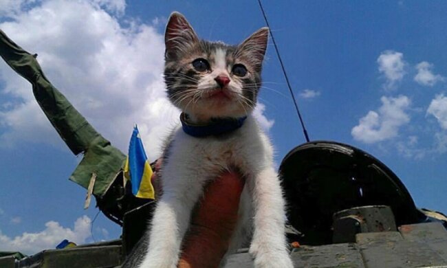 Бойові побратими бійців АТО:  пес Патрон та рятівниця Жужа (фото)