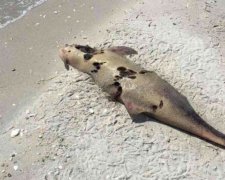 Моторошні кадри: браконьєри провокують вимирання дельфінів на Одещині