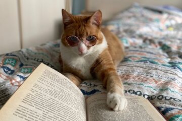 Кот читает книгу / фото: Pinterest