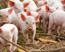 Чума свиней: министр рассказал об опасном вирусе