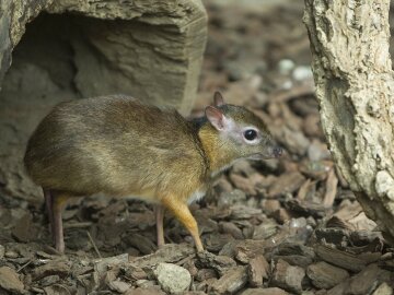 Миша-олень, фото - animalreader.ru