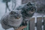 Погода в Харкові на Різдво 7 січня: стихія готує українцям справжню зимову казку