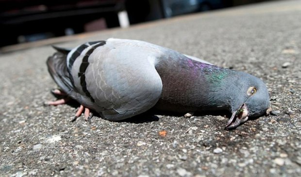 Тернополянка посреди города ворует и убивает голубей (видео)