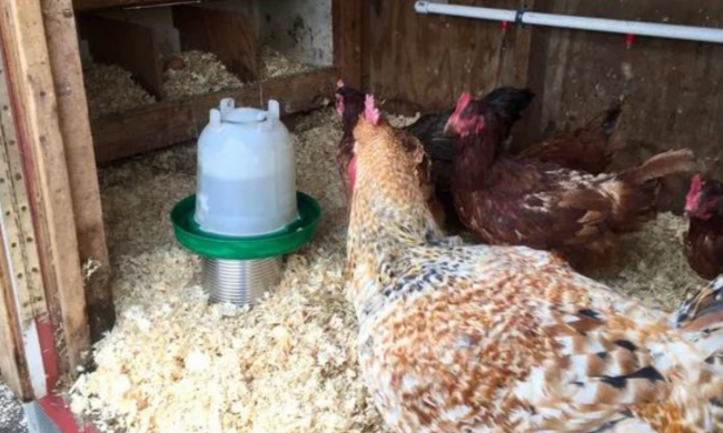 Курки, кадр з відео