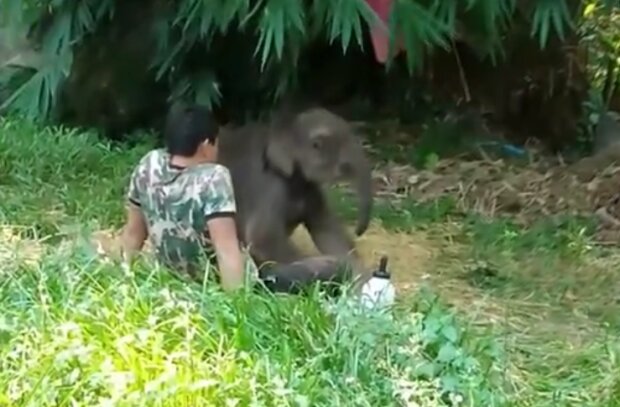 Осиротевшего слоненка выбросили из стада, а оно нашло друга среди людей: видео пробирает до слез