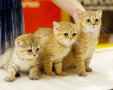 Візьми котика додому: українські зірки знялися у зворушливому фотопроекті