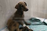 У Дніпрі двоє малюків викупалися в киплячій смолі — рідка смерть виїла очі, стан критичний