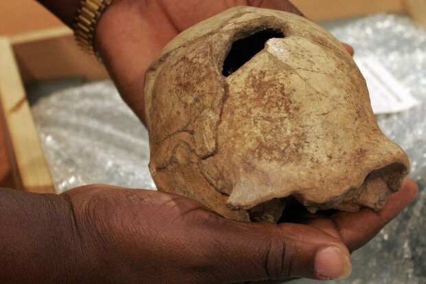 Homo erectus, фото: Getty Images