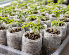 Розсада, зображення: Знай.ua