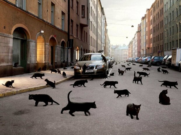 Чорні коти, фото - uCrazy