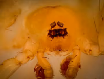 Myrmecicultor Chihuahuensis