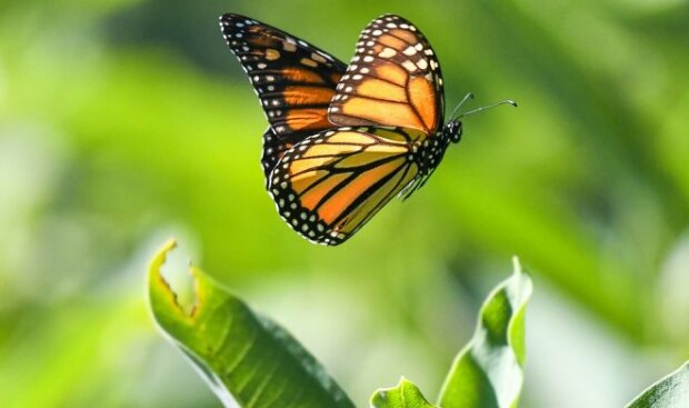 Пам'ять метелика: несподіване відкриття про прекрасну комаху вразило вчених