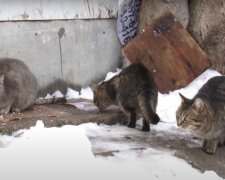 уличные коты, скриншот из видео