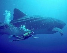 Самые лучшие места для дайвинга 2017: топ 4