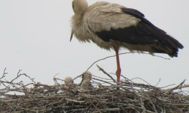 Жителі глибинки врятували від загибелі найкрасивіший символ України: відео