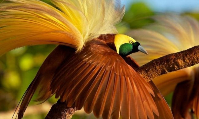 Вчені назвали "наймозковитішого" птаха. Ви здивуєтесь