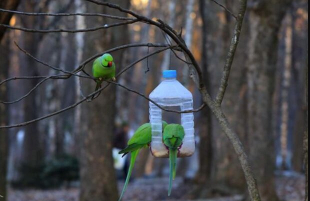 Папуги Крамера / фото: BBC