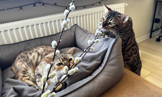 Котики, фото: Знай.ua