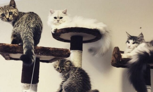 Вакансія няні для кішок з'явилася в Британії