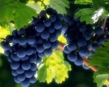 Медики рассказали о пользе винограда