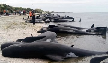 Мешканців Нової Зеландії попередили про дельфінів, що вибухають