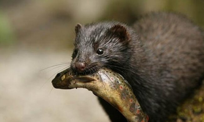 Як спритна норка рибака обікрала (відео)